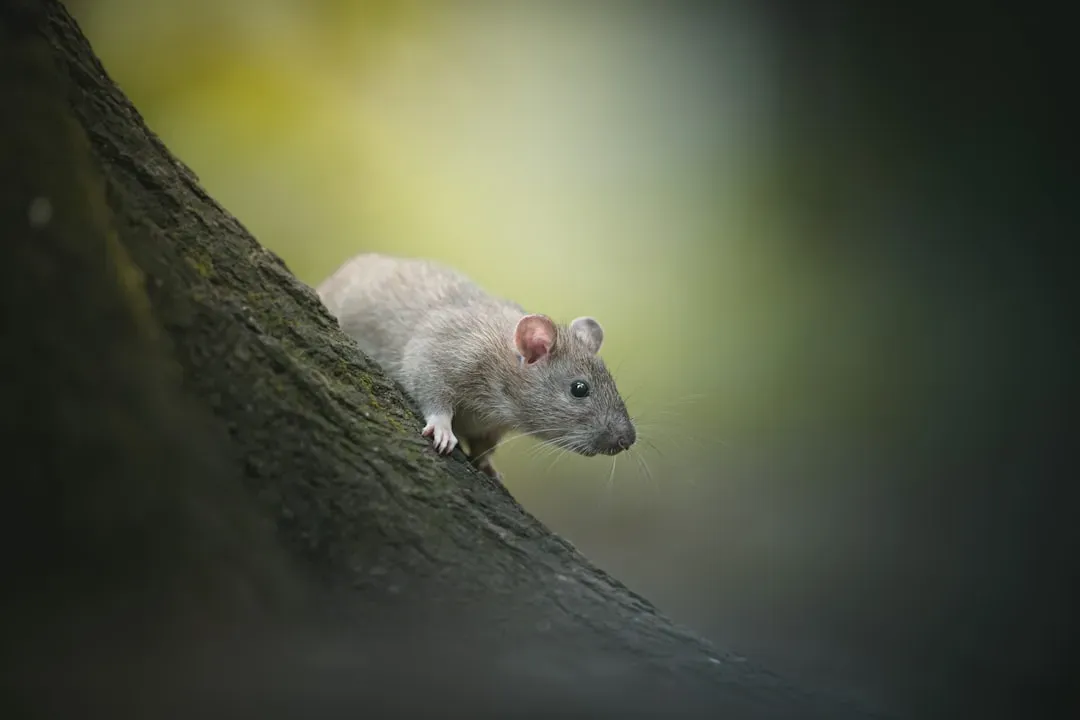 #13 - Rats (Image Credits: Unsplash)