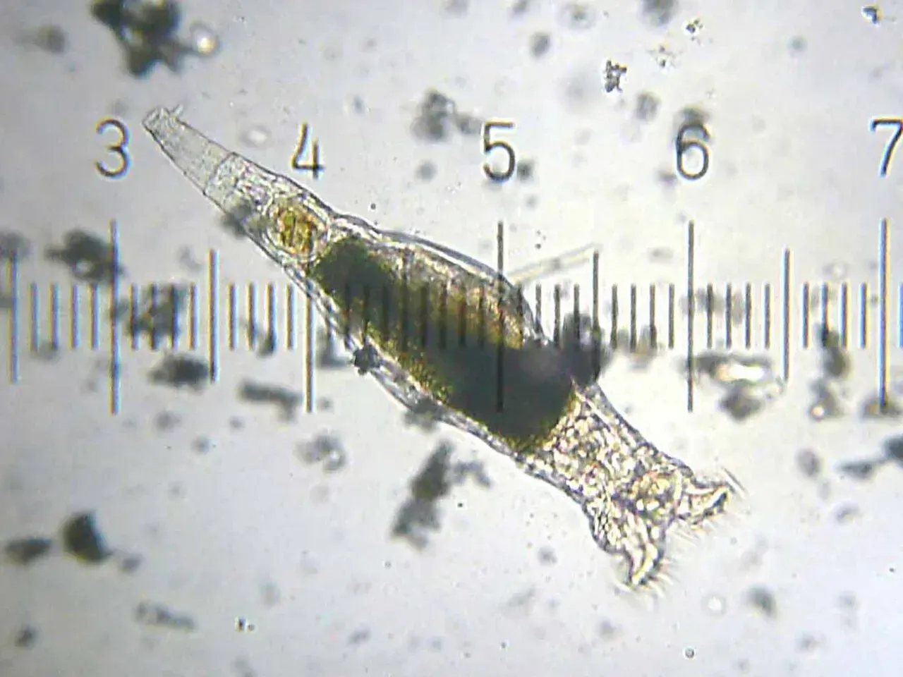 The Permafrost: Earth's Most Unlikely Time Capsule (Image Credits: Wikimedia Commons)