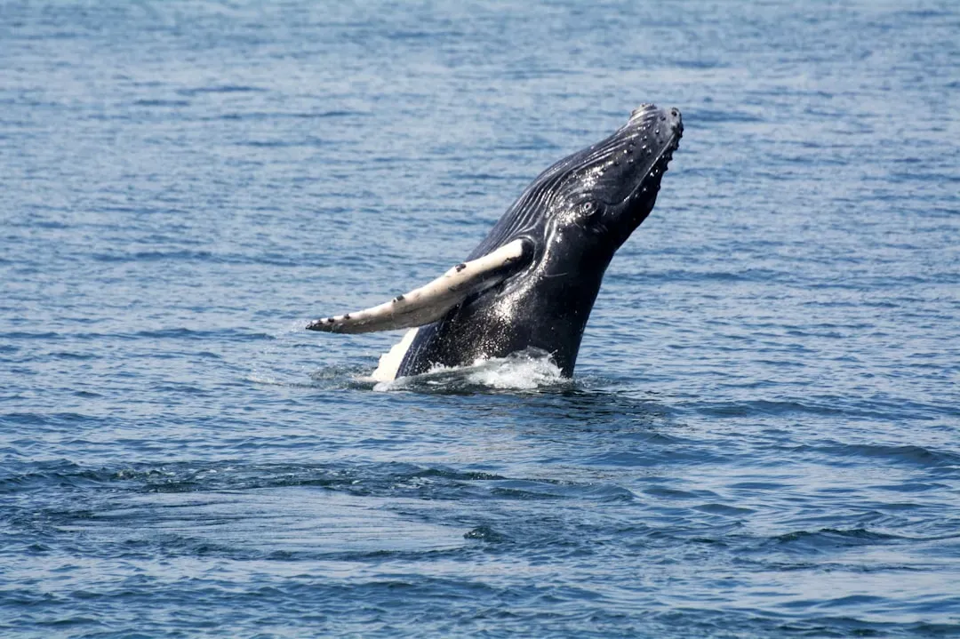 Rice's Whale: The Gulf's Loneliest Giant (Image Credits: Unsplash)