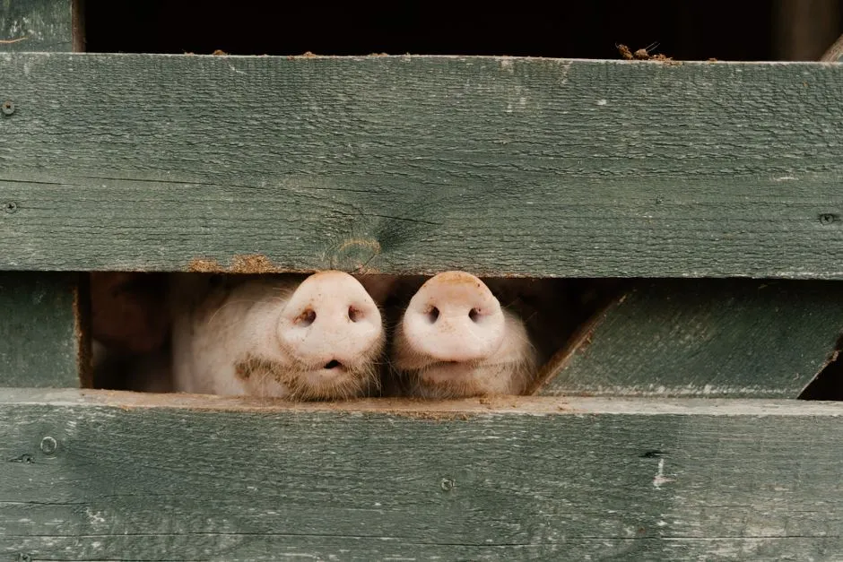 Conclusion: If Pigs Can Learn This Fast, What Needs To Change? (Image Credits: Pexels)