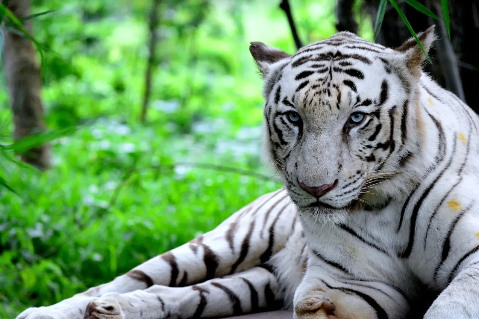 White Tiger (Image Credits: Wikimedia)
