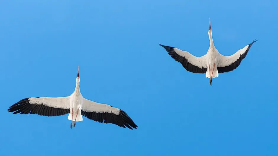 Migration as Learned Skill, Not Pure Instinct (Image Credits: Pexels)