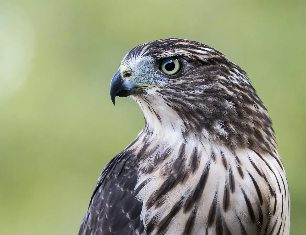 Virgo (August 23 – September 22): The Cooper's Hawk (Image Credits: Pixabay)