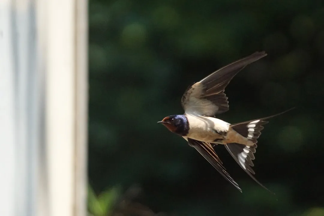 #2 - Barn Swallow: Aerial Acrobats Losing Their Skies (Image Credits: Unsplash)
