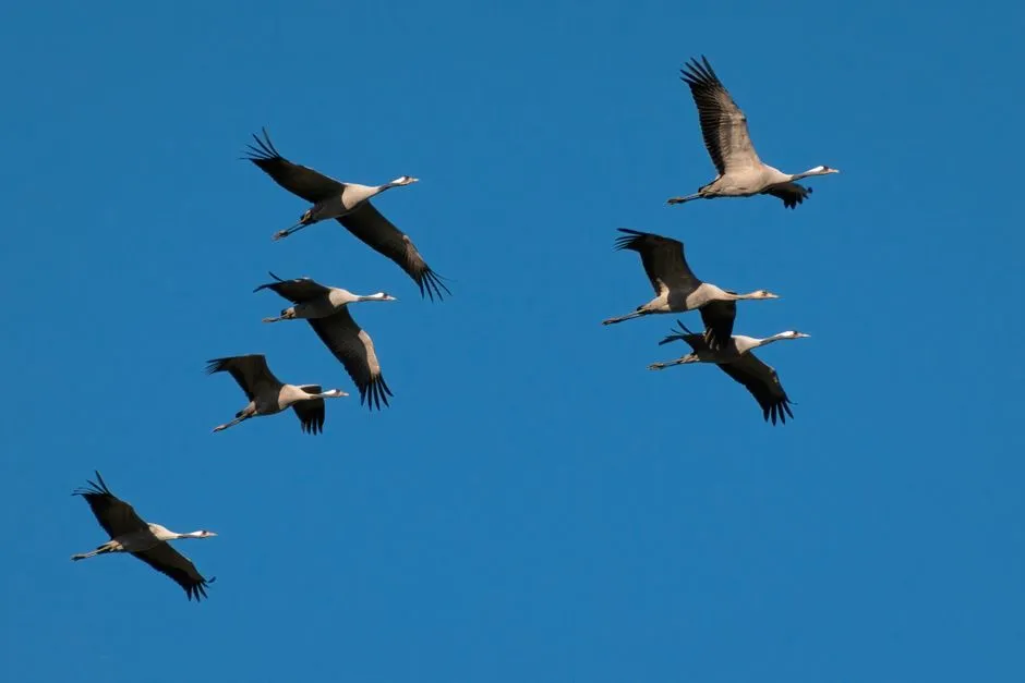 5. Teaching cranes to migrate required humans to act like birds (Image Credits: Pexels)