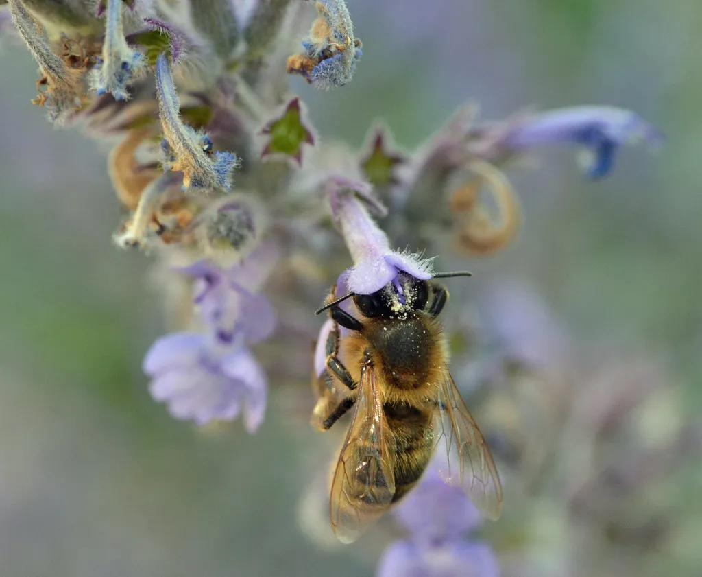 9. Catmint: The Silver Haze That Blooms for Months (conall.., Flickr, CC BY 2.0)
