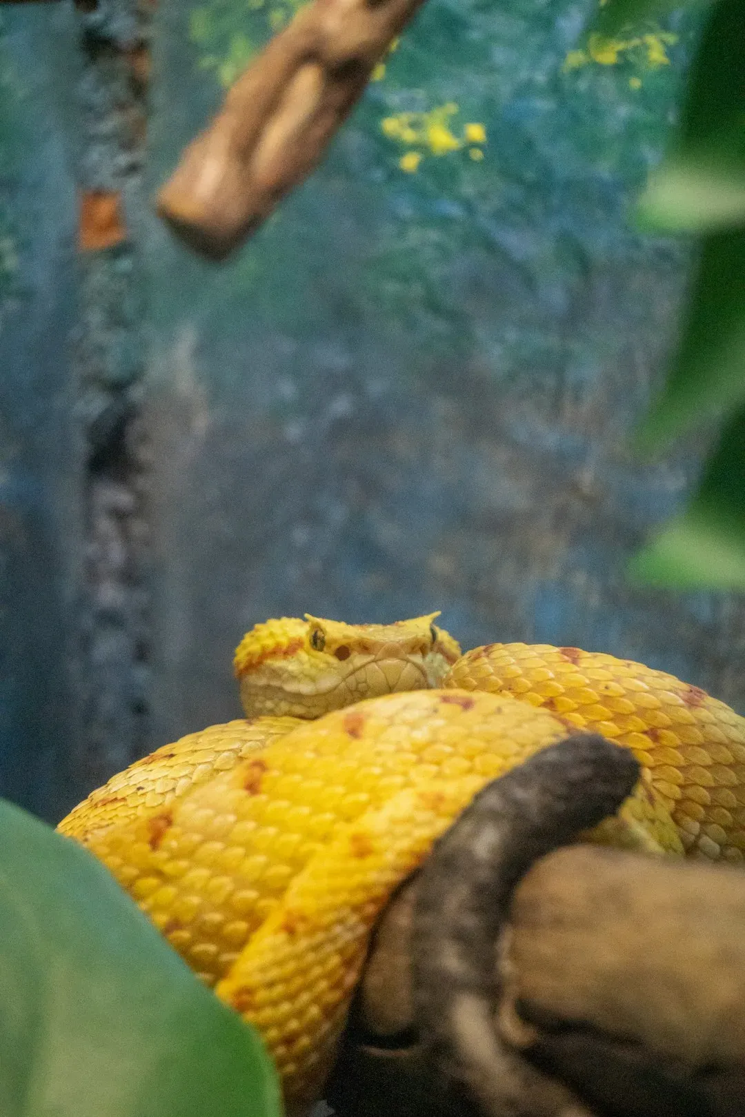 Snakes: Emerging from Hibernation as Nature's Alarm (Image Credits: Unsplash)