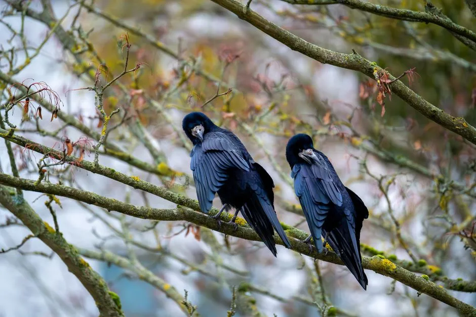 Social Learning: When One Crow&rsquo;s Death Protects the Whole Flock (Image Credits: Pexels)
