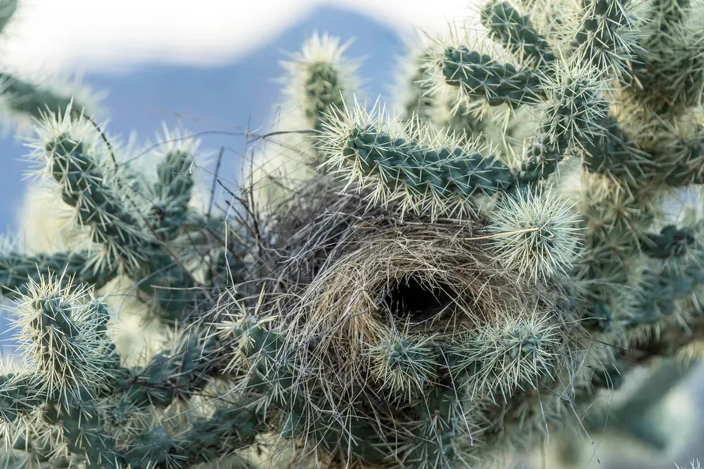 8. Cactus Wren's Thorny Domed Hideout (Lorie Shaull, Flickr, CC BY 2.0)