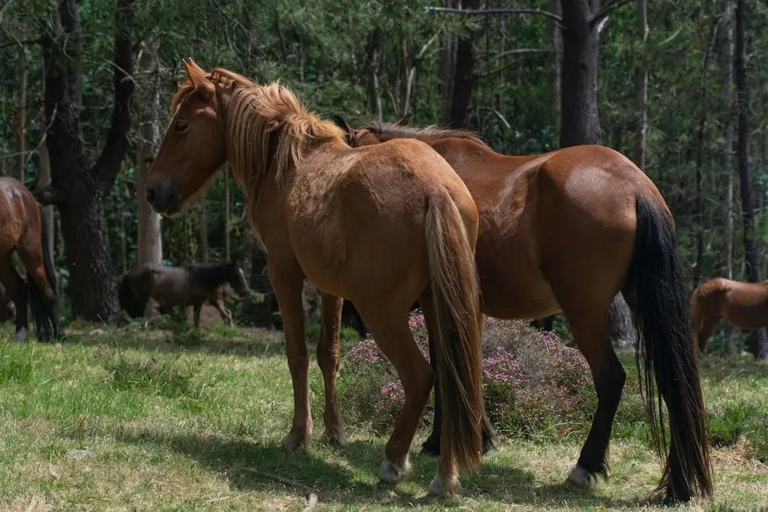 Galician Horse (Cabalo Galego) (Image Credits: Unsplash)