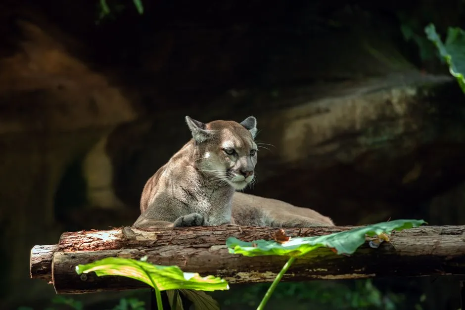 #9 Development keeps eating into the only habitat panthers have left (Image Credits: Pexels)