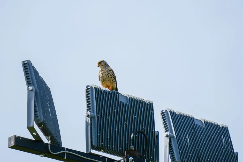#4 They hunt insects under stadium floodlights (Image Credits: Pexels)