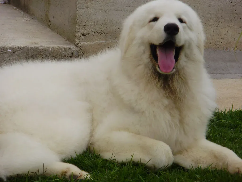 The Kuvasz: Hungary's Noble Wolf Fighter (Image Credits: Flickr)