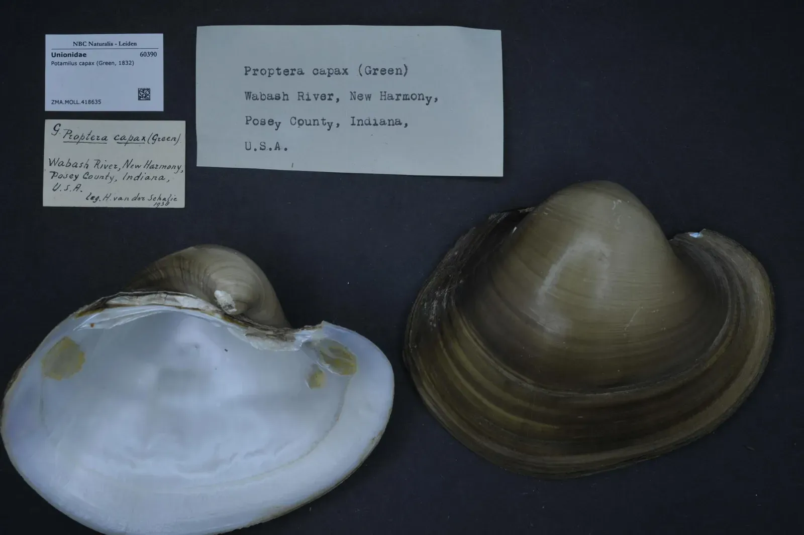 12. Fat Pocketbook Pearly Mussel (Naturalis Biodiversity Center, CC0)