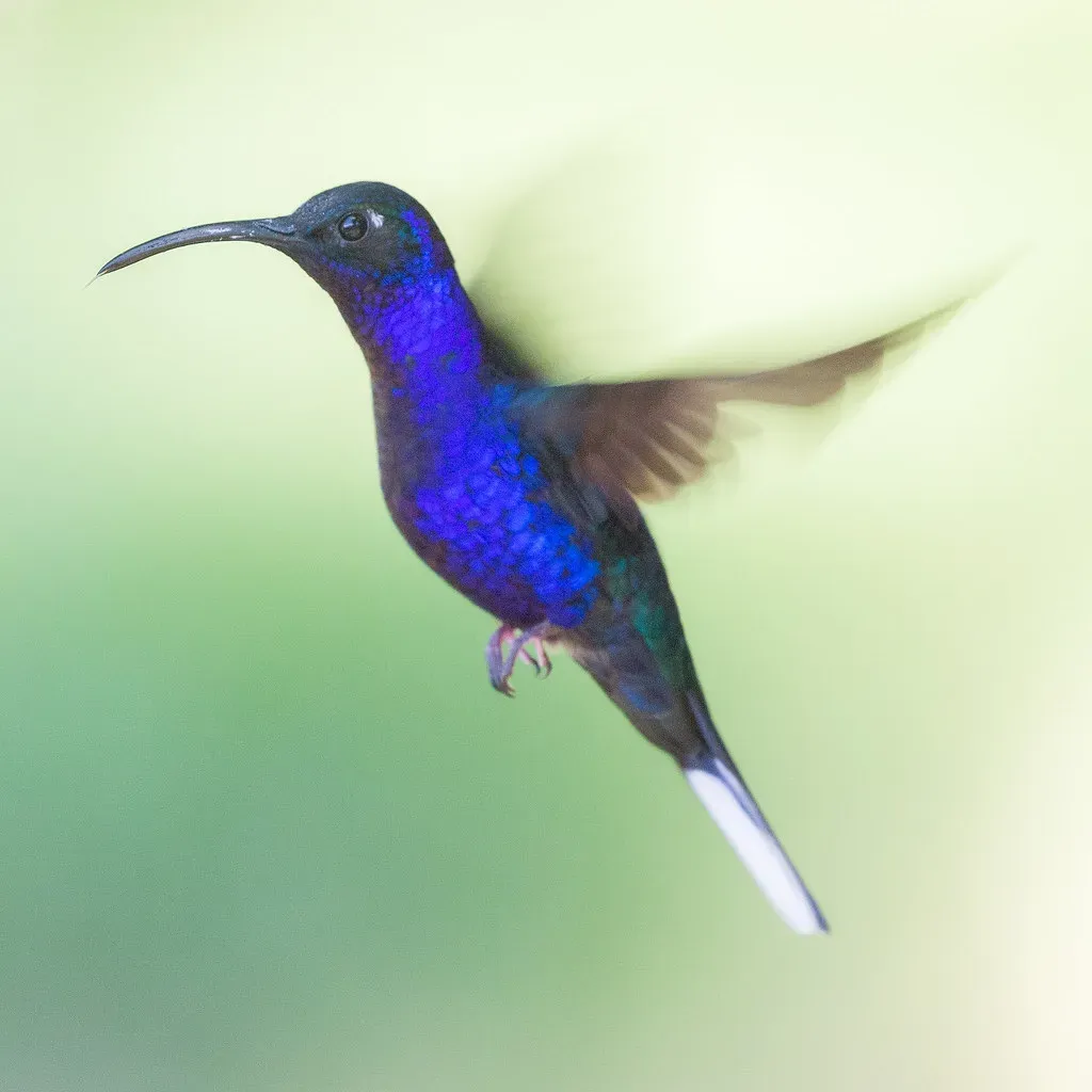 Over 375 Species Exist, Mostly in South America (Image Credits: Flickr)