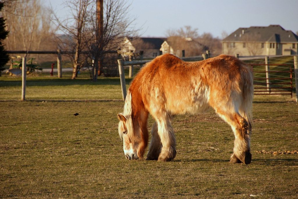 Feeding Frequency Matters More Than You Think (Image Credits: Flickr)