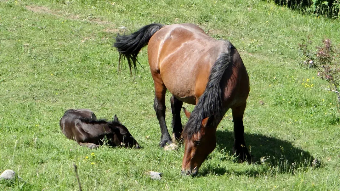 Ecosystem Engineers: What Wild Horses Actually Do for the Land (Image Credits: Unsplash)