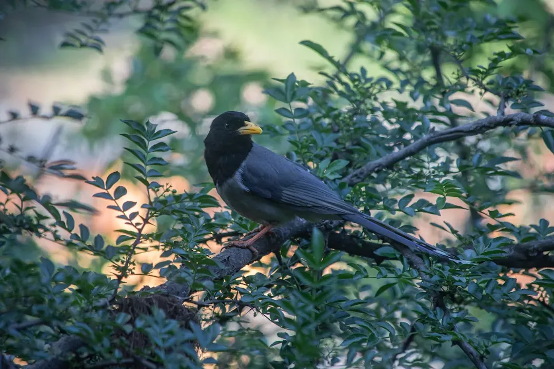 2. Yellow-billed Magpie (Image Credits: Unsplash)