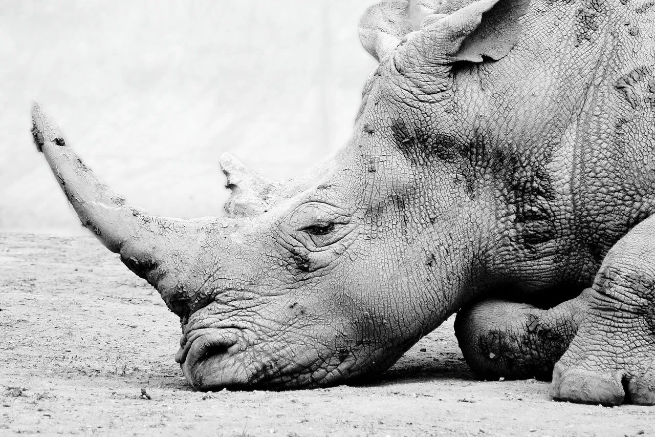 3. Close Relatives to Horses and Rhinos (Image Credits: Pixabay)