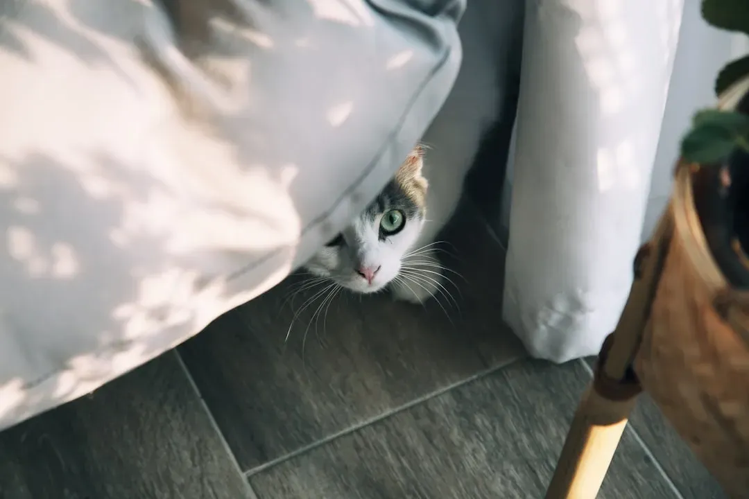 Vacuum Cleaners and Their Evil Rumble (Image Credits: Unsplash)