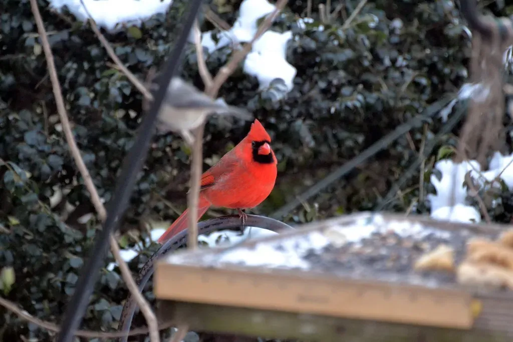 #5 - Placing Feeders Where Human Activity Never Stops (Tobyotter, Flickr, CC BY 2.0)