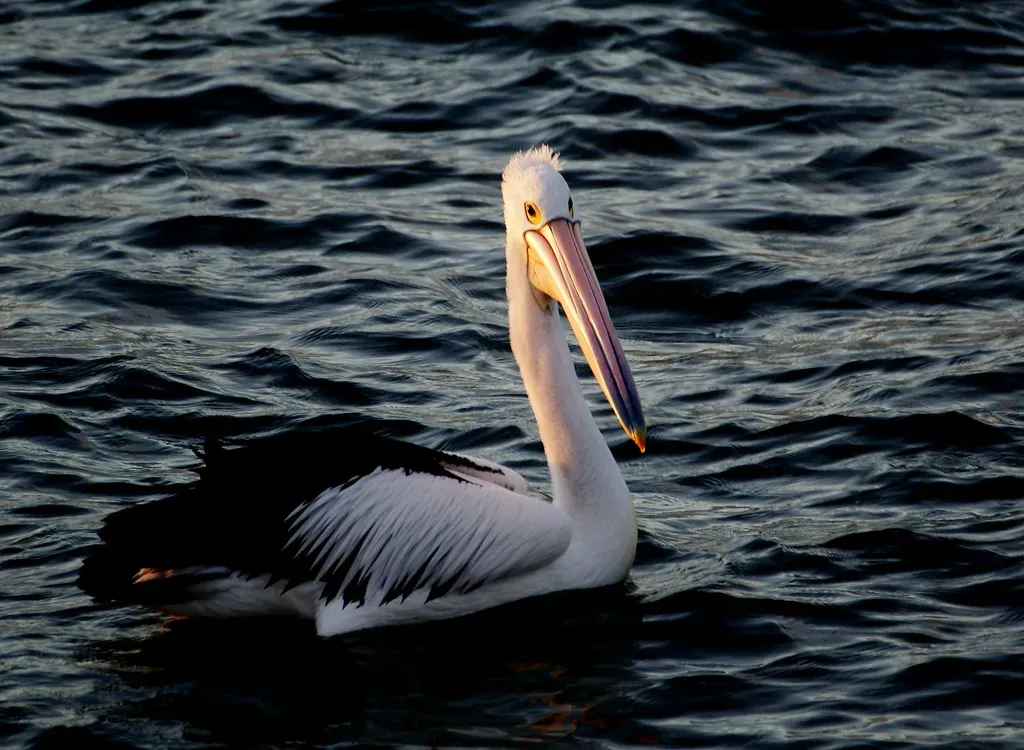 Are Pelicans Really Back? (Image Credits: Flickr)