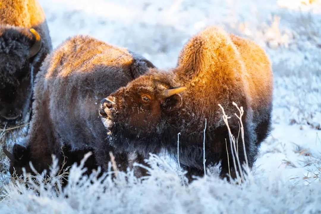 Virgo: The Steppe Bison (Image Credits: Unsplash)