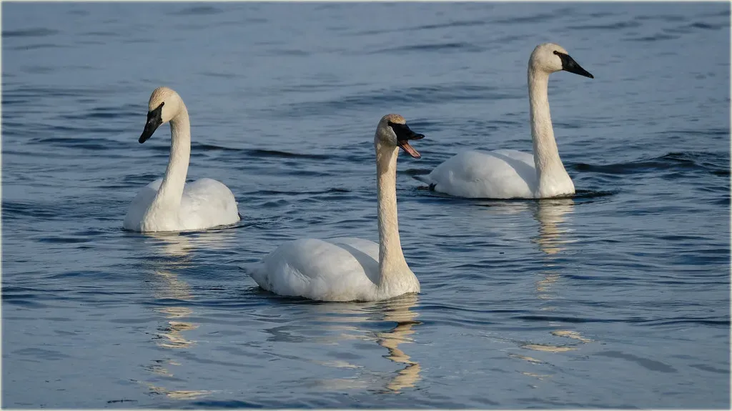 The Trumpeter Swan: A Three-Century Absence Finally Reversed (marneejill, Flickr, CC BY-SA 2.0)