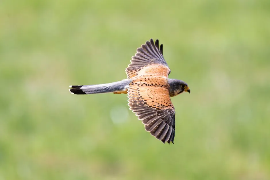 Hovering Off the Perch When the View Isn’t Perfect (Image Credits: Pexels)