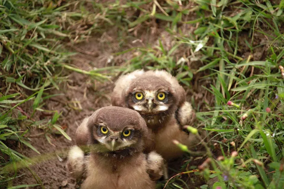 The High-Pitched Twitter or Chirp (Image Credits: Pexels)