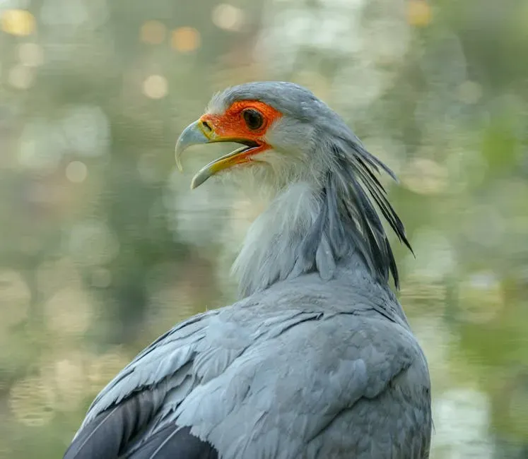 Virgo (August 23 &ndash; September 22): The Secretary Bird (Image Credits: Pexels)