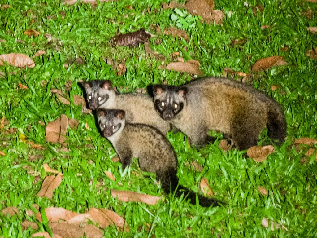 Super Moms and Ready Cubs (Image Credits: Flickr)