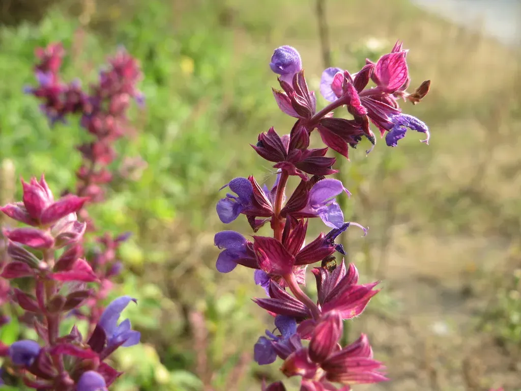 Salvia: Spikes That Speak Every Butterfly's Language (anro0002, Flickr, CC BY-SA 2.0)