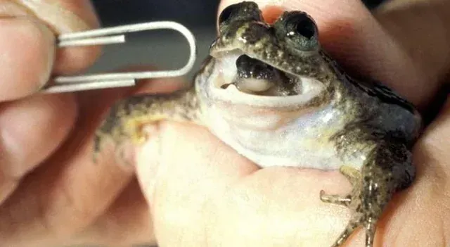 8. The Gastric Brooding Frog: The Weirdest Animal on This List (Image Credits: Gastric brooding frog: Reddit)