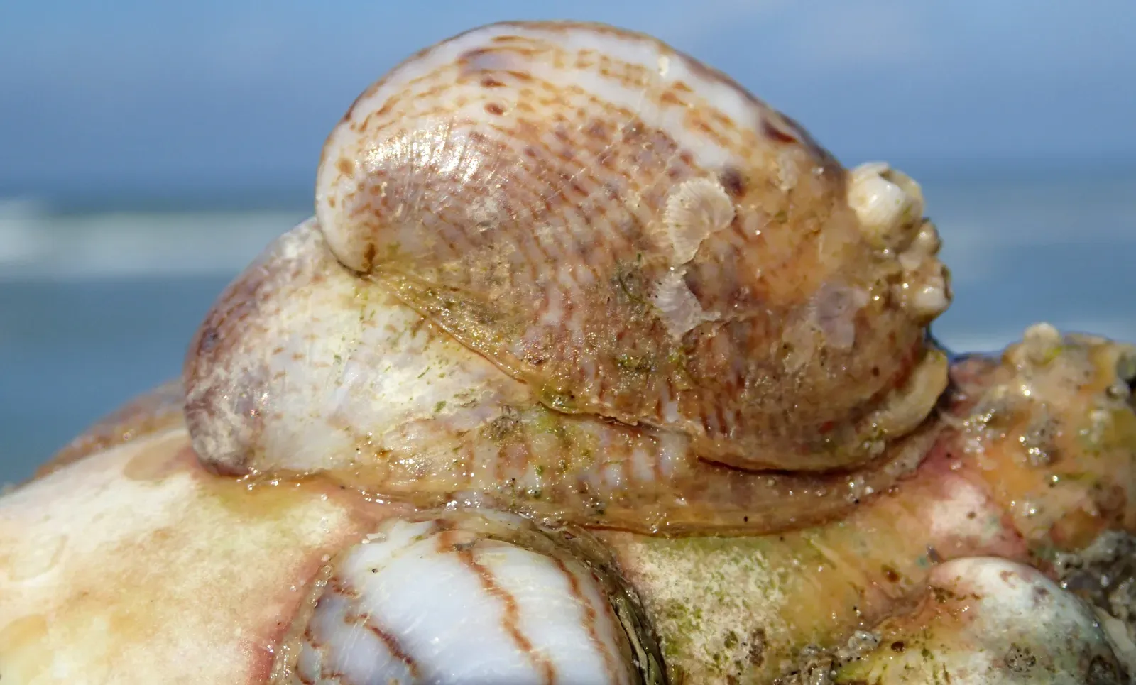 9. Slipper Shells: The Stacking Sex Changers (Image Credits: Wikimedia)