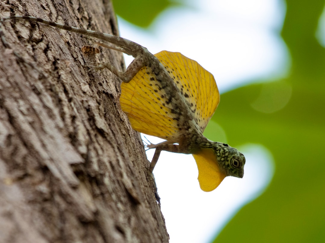 They're Surprisingly Tiny Dragons (Image Credits: Unsplash)
