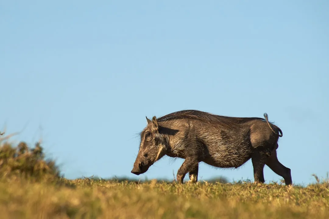 Warthog as an Accessible Option (Image Credits: Unsplash)