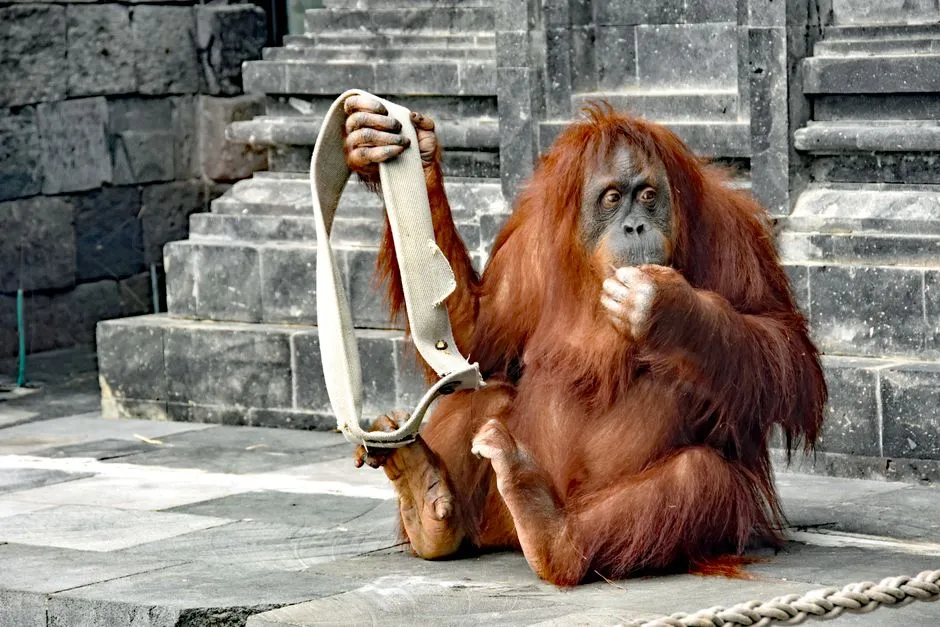 Orangutans: Anticipatory Tool Users (Image Credits: Pexels)
