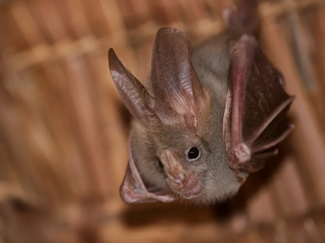 Aquarius (January 20 – February 18): The Bat (Image Credits: Unsplash)