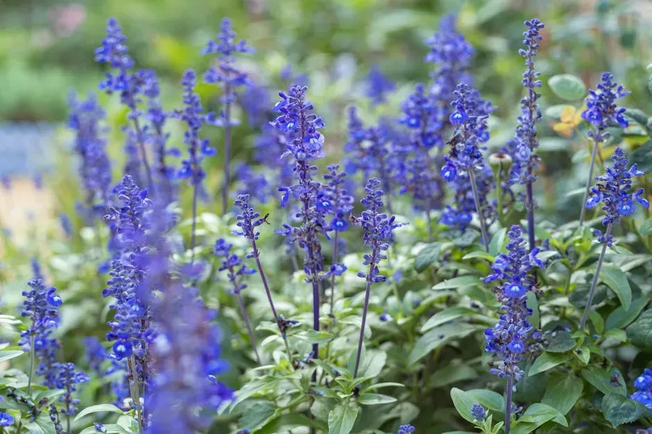8. Salvia (Image Credits: Pexels)