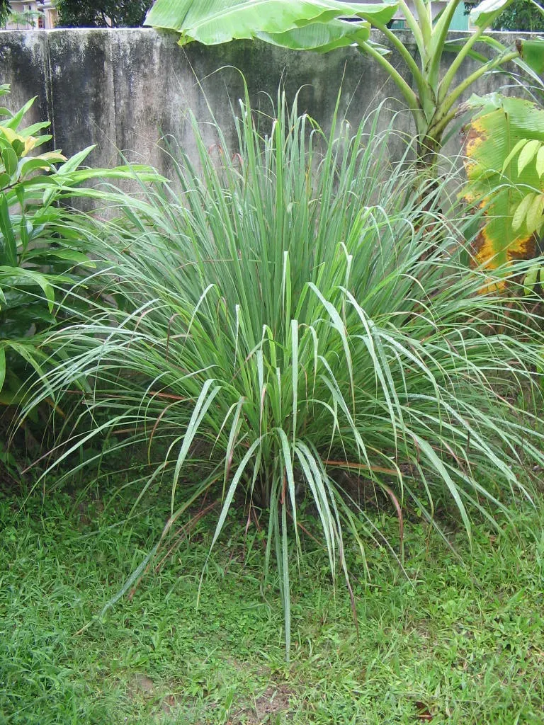 3. Grow Lemongrass as a Focal Point Container Plant (CC BY 2.0)