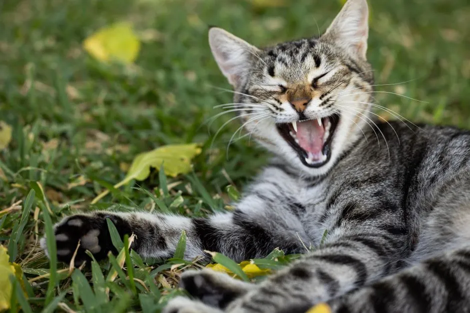 #10 - The Subtle Struggle to Breathe That You Brush Off (Image Credits: Pexels)