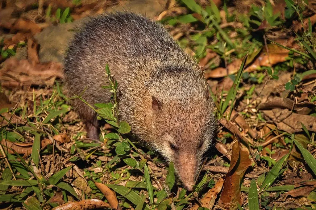 The Lowland Streaked Tenrec: Madagascar's Spiky Surprise (Image Credits: Flickr)