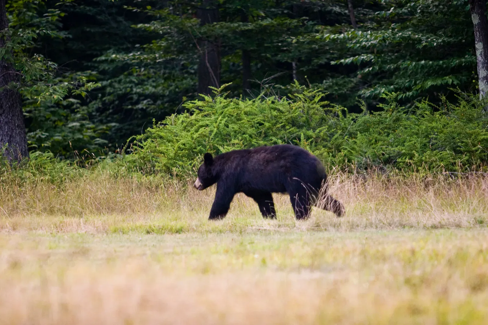 Pennsylvania (Black Bear by the Stone House, CC BY 2.0)