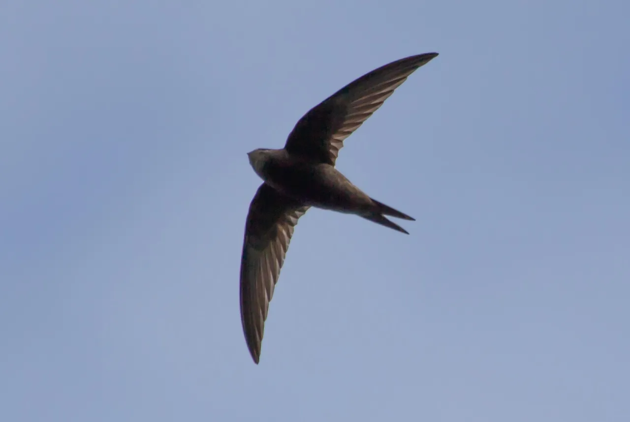 #4 - Swifts Are Arriving Fashionably Early, Then Leaving Just as Fast (Image Credits: Pixabay)