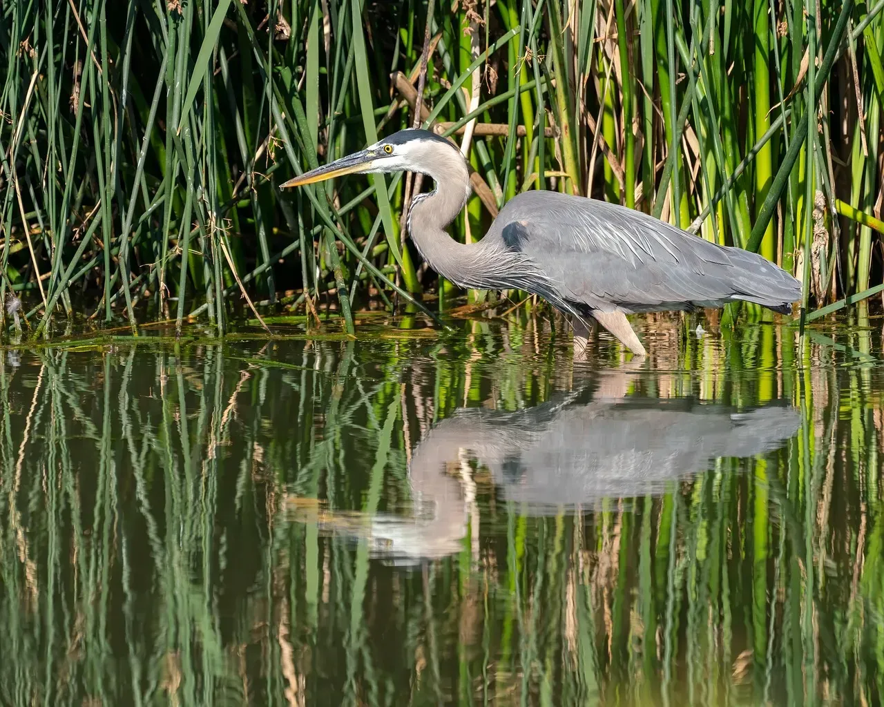 Green Herons Using Bait to Lure Fish (Image Credits: Pixabay)