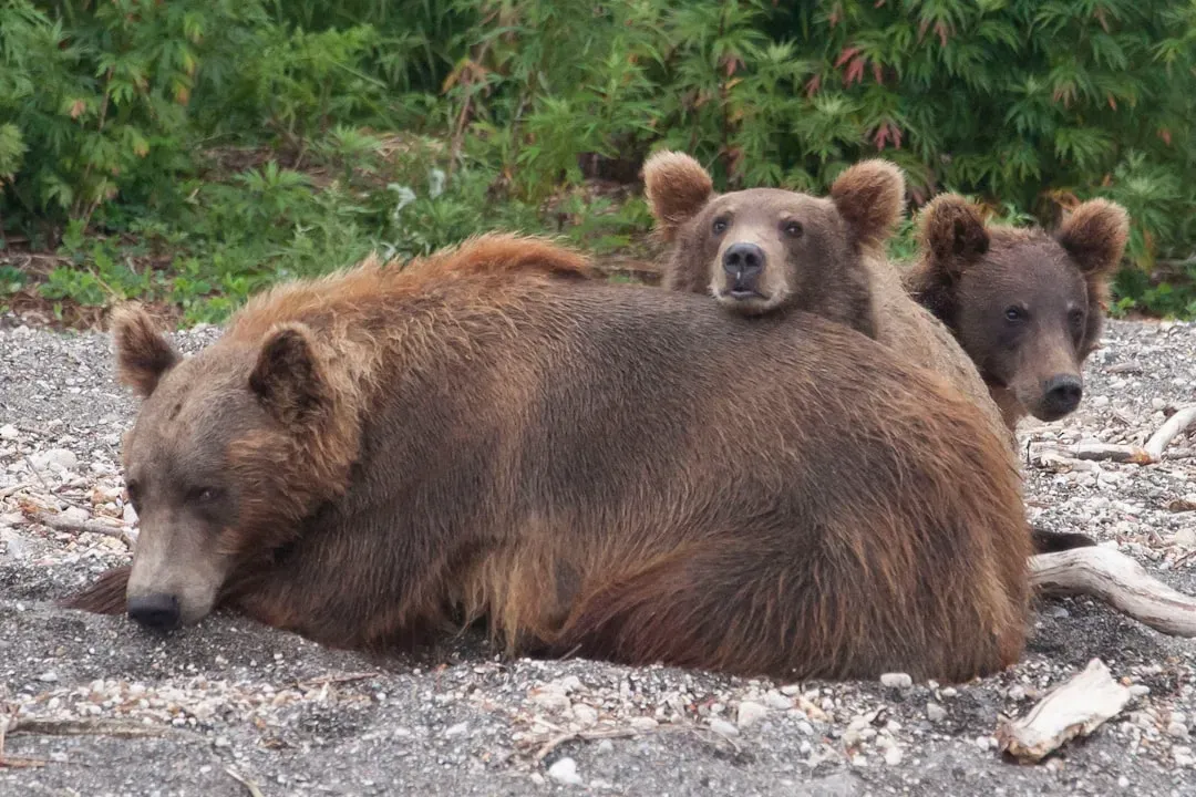 Protection and the Maternal Bear (Image Credits: Unsplash)