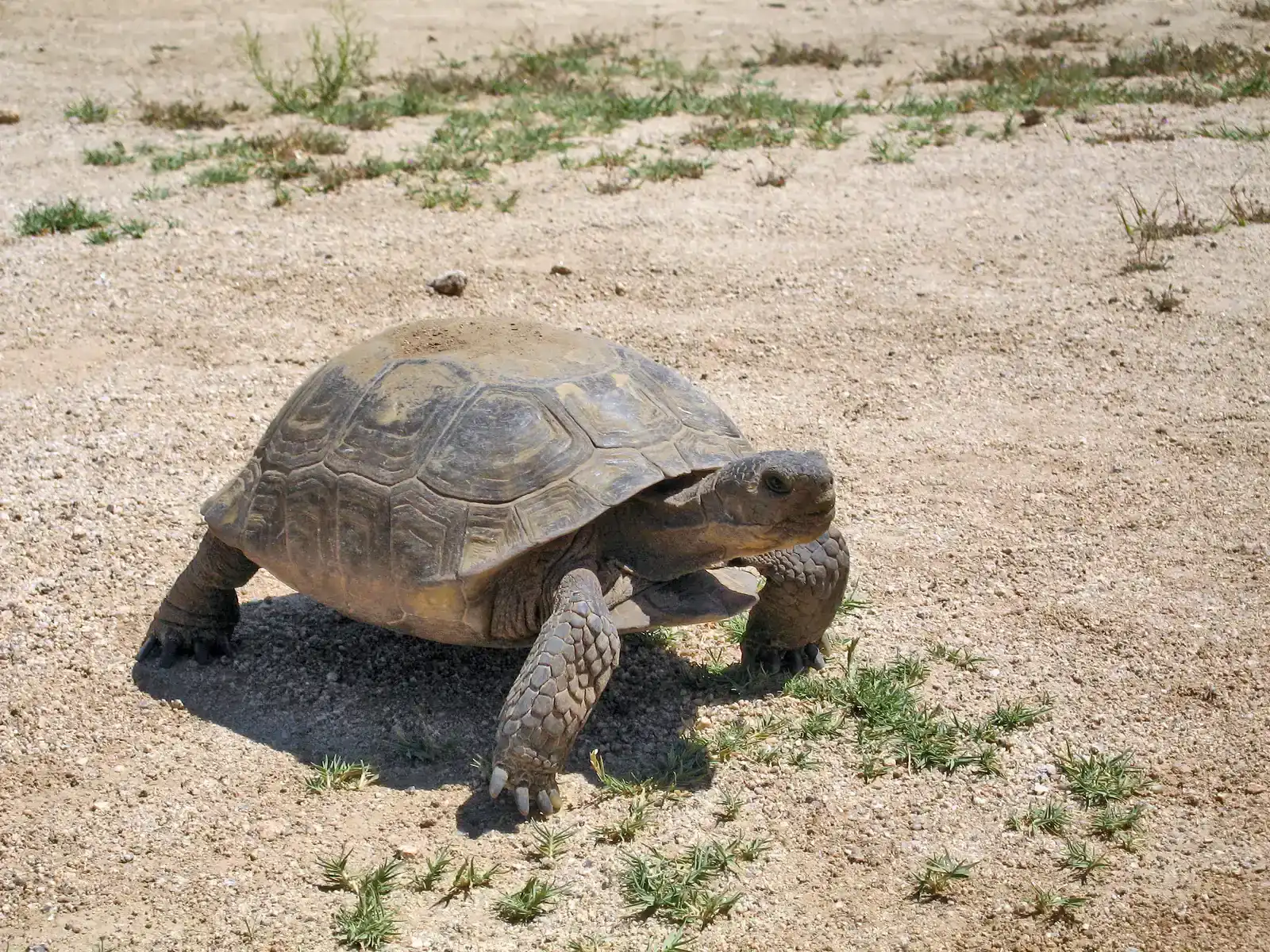 Avi Kwa Ame National Monument: Protecting the Mojave's Tortoise Treasure (Image Credits: Wikimedia)