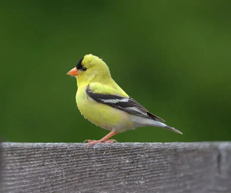 3. Lawrence's Goldfinch (Image Credits: Pexels)