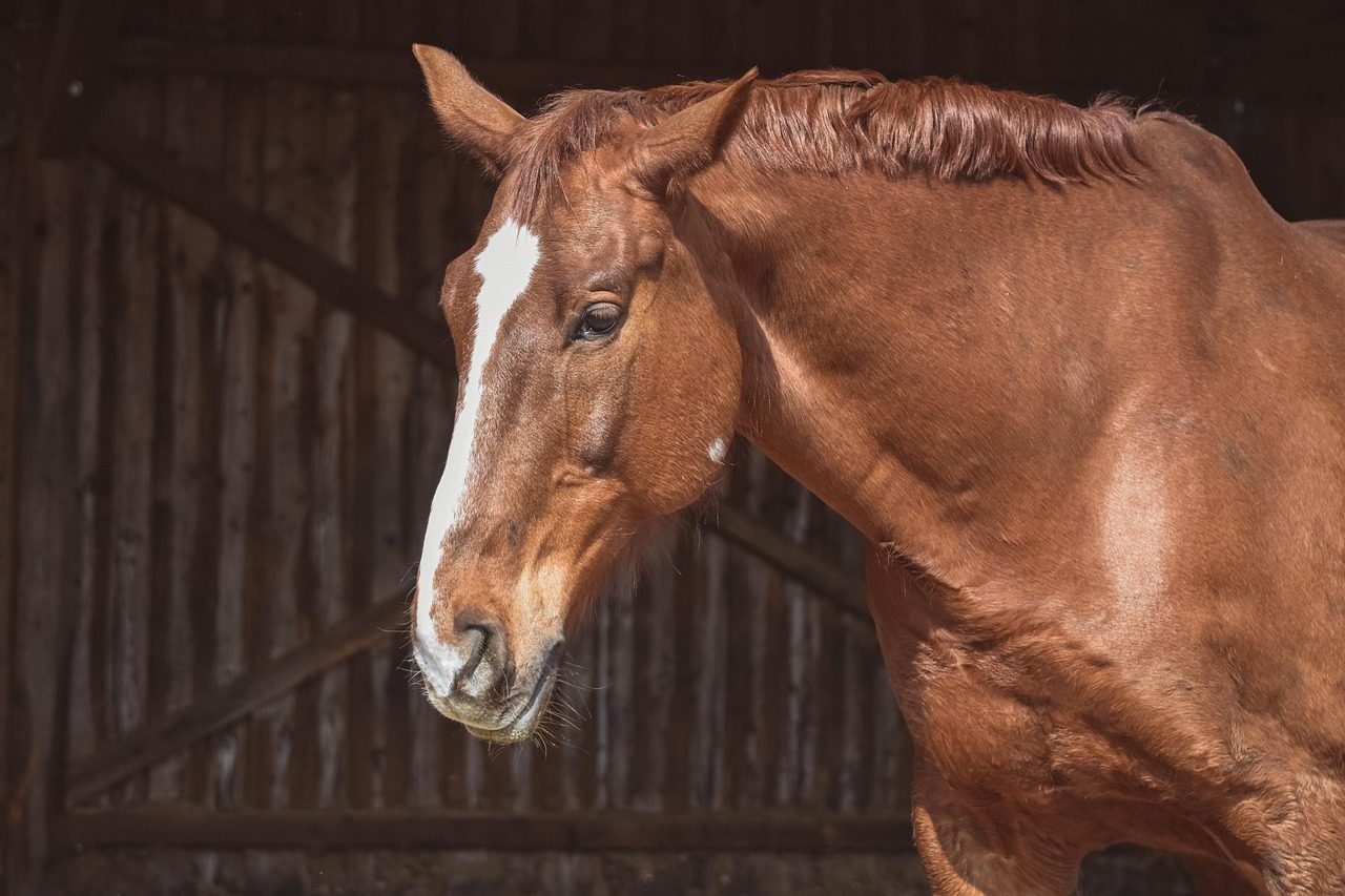Keeping Your Horse in Complete Isolation (Image Credits: Pixabay)